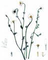 Austrian Chamomile - Cota austriaca (Jacq.) Sch. Bip.