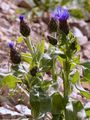 Filz-Flockenblume - Cyanus triumfettii (All.) Á. Löve & D. Löve