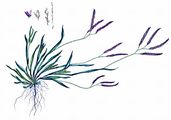 Hairy Finger-Grass - Digitaria sanguinalis (L.) Scop.
