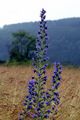 Viper's-Bugloss - Echium vulgare L.