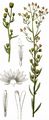 Kanadisches Berufkraut - Erigeron canadensis L.