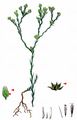 Small Cudweed - Filago minima (Sm.) Pers.