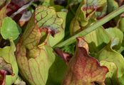 Gratiole - Gratiola officinalis L.