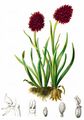  - Gymnadenia rhellicani (Teppner & E. Klein) Teppner & E. Klein