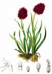Widders Kohlröschen - Gymnadenia widderi (Teppner & E. Klein) Teppner & E. Klein 