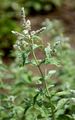 Horse Mint - Mentha longifolia (L.) L.