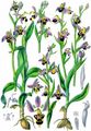 Bienen-Ragwurz - Ophrys apifera Huds.