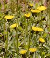 Eared Mouse-Ear-Hawkweed - Pilosella lactucella (Wallr.) P. D. Sell & C. West