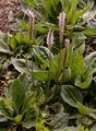 Mittel-Wegerich - Plantago media L.