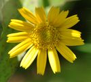 Common Fleabane - Pulicaria dysenterica (L.) Bernh.