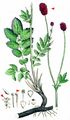 Great Burnet - Sanguisorba officinalis L.