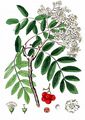 Vogelbeere - Sorbus aucuparia L.