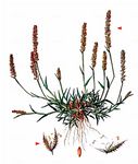 Traubiges Klettengras - Tragus racemosus (L.) All. 