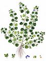Glanzloser Ehrenpreis - Veronica opaca Fr.