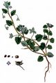 Grey Field-Speedwell - Veronica polita Fr.