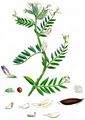 Yellow-Vetch - Vicia lutea L.