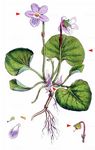 Sumpf-Veilchen - Viola palustris L. 