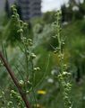 Feld-Beifuß - Artemisia campestris L.
