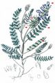 Alpine Milk-Vetch - Astragalus alpinus L.