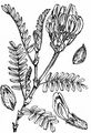 Dänischer Tragant - Astragalus danicus Retz.