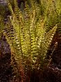 Scaly Male-Fern - Dryopteris affinis (Lowe) Fraser-Jenk.