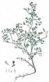 Fine-Leaved Fumitory - Fumaria parviflora Lam.