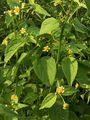 Kleinblütiges Franzosenkraut - Galinsoga parviflora Cav.