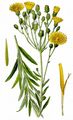 Doldiges Habichtskraut - Hieracium umbellatum L.