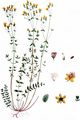 Slender St John's-Wort - Hypericum pulchrum L.