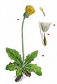Spotted Cat's-Ear - Hypochaeris maculata L.