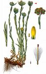 Gelbweiße Strohblume - Laphangium luteoalbum (L.) Tzvelev 