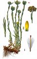 Jersey Cudweed - Laphangium luteoalbum (L.) Tzvelev