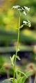 Water Forget-Me-Not - Myosotis scorpioides L.