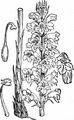 Knapweed Broomrape - Orobanche elatior Sutton