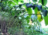 Giant Knotweed - Reynoutria sachalinensis (F. Schmidt) Nakai