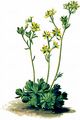 Furchen-Steinbrech - Saxifraga exarata Vill.