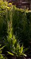 Scorzonera - Scorzonera hispanica L.