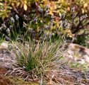 Blue Moor-Grass - Sesleria caerulea (L.) Ard.