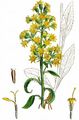 Gewöhnliche Goldrute - Solidago virgaurea L.