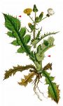Rauhe Gänsedistel - Sonchus asper (L.) Hill 
