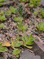 Violet Speedwell - Veronica bellidioides L.