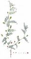 Hairy Tare - Vicia hirsuta (L.) Gray