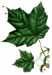 Zucker-Ahorn - Acer saccharum Marshall 
