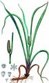 Sweet-Flag - Acorus calamus L.