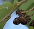 Grau-Erle - Alnus incana (L.) Moench