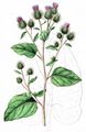 Woolly Burdock - Arctium tomentosum Mill.