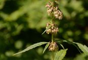 Echter Hanf - Cannabis sativa L.