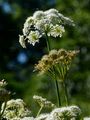 Whorled Caraway - Carum verticillatum (L.) W. D. J. Koch