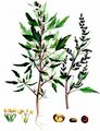 Fig-Leaved Goosefoot - Chenopodium ficifolium Sm.