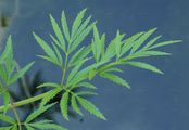 Wasserschierling - Cicuta virosa L.